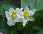 markie, chipping potato, blossom